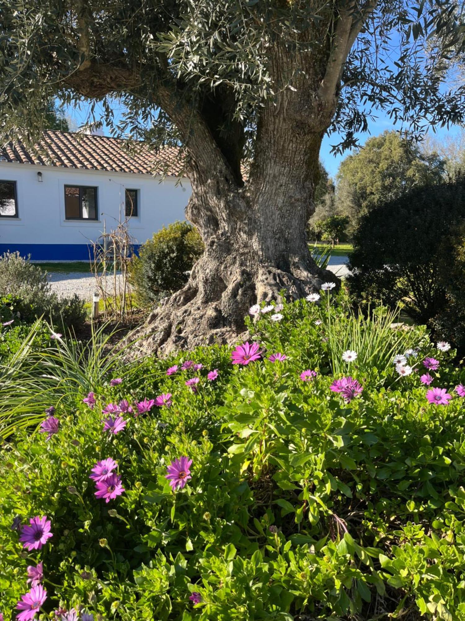 Quinta Do Faisco Villa Evora Exterior photo